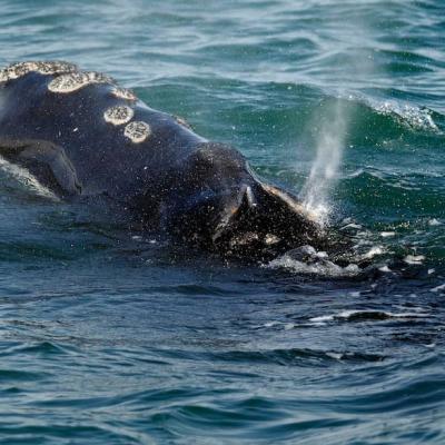 Canada pledges to take action to protect North Atlantic right whales